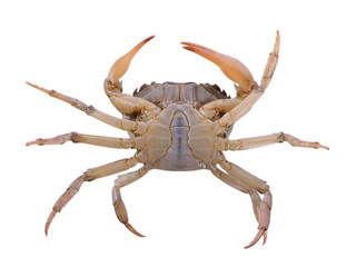 crab on white background