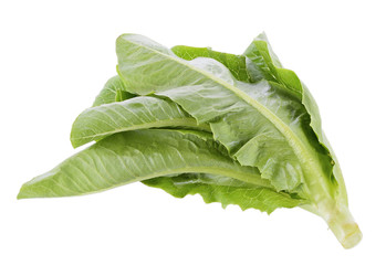 fresh cos (lettuce) on white background