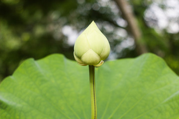 lotus flower and green leafs in mygarden.