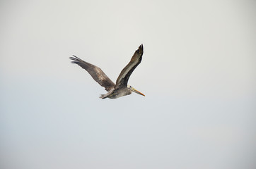 Fototapeta na wymiar Pelican flying in natural habitat, in Paracas, Peru