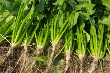 Obraz premium 収穫直後のホウレンソウ