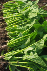 収穫直後のホウレンソウ