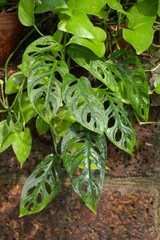 monstera obliqua plants in nature garden