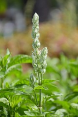 Clerodendrum serratum plants in nature garden