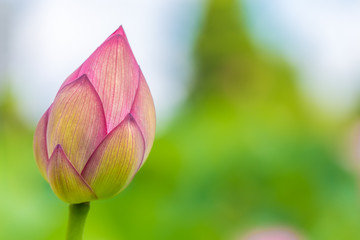 The bud of a lotus flower.Background is the lotus leaf and city scape.
