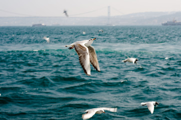 Seagulls on sea near the Istanbul