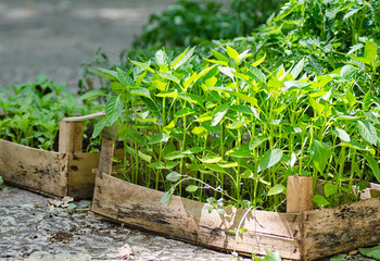 Green young plants sprouts in old wooden boxes