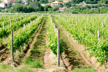 Fototapeta na wymiar Beautiful vineyard in Bosnia. Green landscape