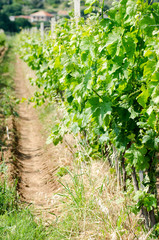 Fototapeta na wymiar Beautiful vineyard in Bosnia. Green landscape