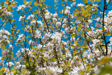 Blooming apple tree