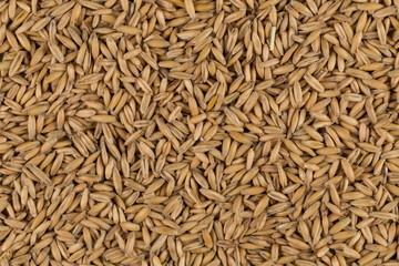 natural oat grains background, closeup