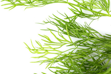 Fresh organic dill