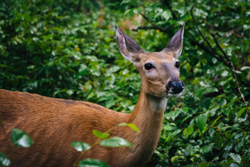 Fototapeta premium A deer seen along the Limberlost Trail, in Shenandoah National P