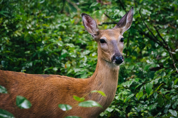 A deer seen along the Limberlost Trail, in Shenandoah National P