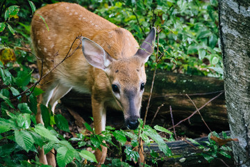 A deer seen along the Limberlost Trail, in Shenandoah National P