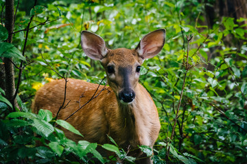 A deer seen along the Limberlost Trail, in Shenandoah National P