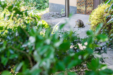 Fototapeta premium The cat crouched down