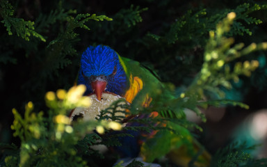 Fototapete bei efototapeten.de bestellen   