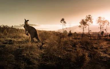 Raamstickers Kangoeroe-ontmoeting tijdens zonsopgang © Darren Charles
