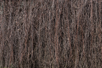 Dried branches on the building wall