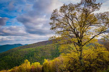Fototapeta premium Early spring view of the Blue Ridge Mountains in Shenandoah Nati