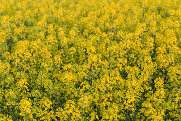 Obraz premium field of rapeseed