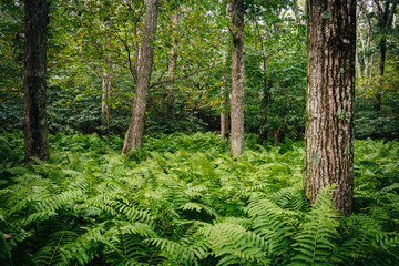Ferns and trees in the forest, in Shenandoah National Park, Virg