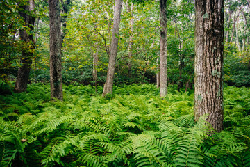 Ferns and trees in the forest, in Shenandoah National Park, Virg