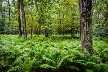 Fototapeta na wymiar Ferns and trees in the forest, in Shenandoah National Park, Virg