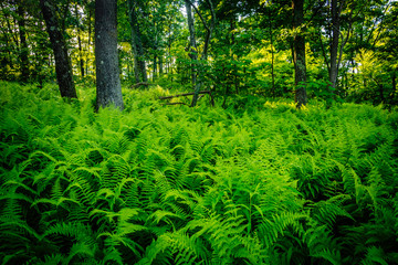 Ferns in a forest in Shenandoah National Park, Virginia.