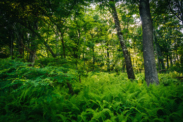 Fototapeta na wymiar Ferns in a forest in Shenandoah National Park, Virginia.