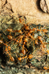Close up of red ants in the nature.