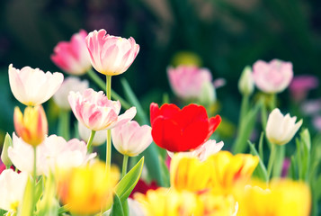 Obraz premium Colorful field of tulips