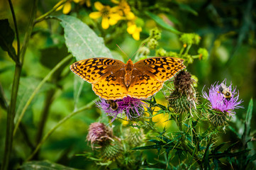 Great Spangled Fritillary butterfly on a purple thistle flower i