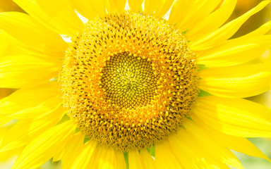 Naklejka premium Sunflower blooming ,closeup for background