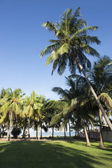 Coconut trees