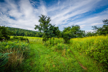 Fototapeta na wymiar Meadow at Beagle Gap, in Shenandoah National Park, Virginia.