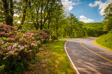 Mountain laurel along Skyline Drive on a spring day in Shenandoa