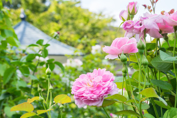 Rose of Minato-no-mieru Oka Park