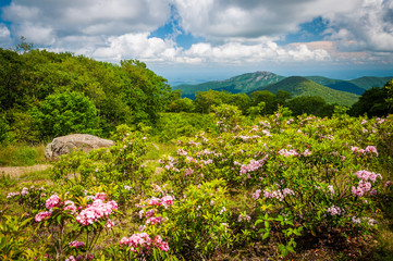 Mountain laurel and view of Old Rag, at Thoroughfare Overlook, o