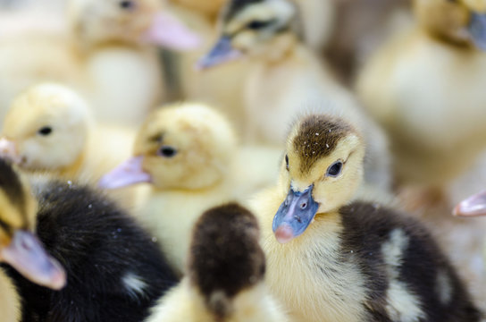 Group of cute ducklings on farm