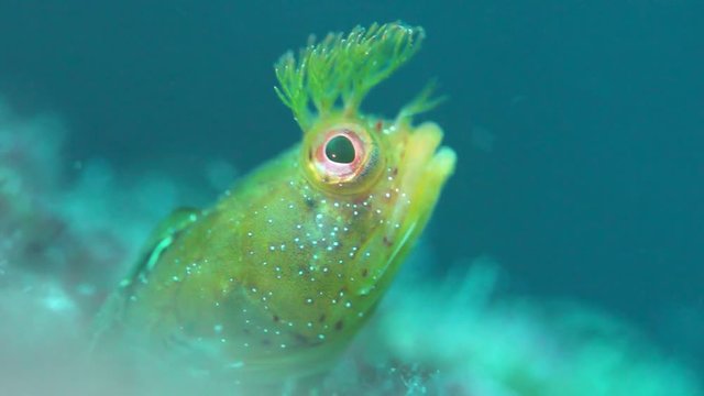 Moss Fringehead