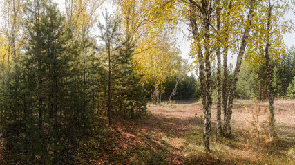 Colors of autumn forest