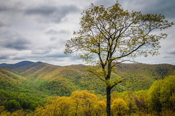 Fototapeta na wymiar Spring view of the Blue Ridge Mountains and Shenandoah Valley, f