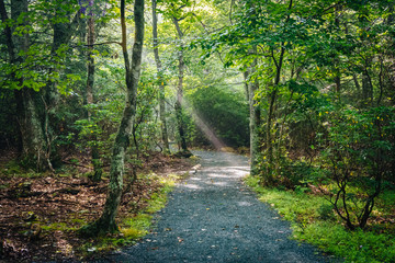 Obraz premium Sun rays in the forest, seen on the Limberlost Trail in Shenando