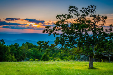 Fototapeta na wymiar Sunset over a tree and the Blue Ridge Mountains in Shenandoah Na