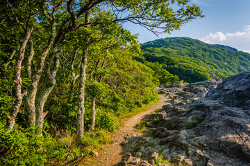 The Appalachian Trail on the summit of Little Stony Man Cliffs, © jonbilous