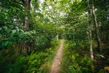 Fototapeta na wymiar Trail through a forest, in Shenandoah National Park, Virginia.
