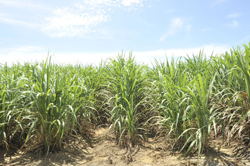 Naklejka premium cane