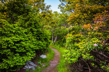 Fototapeta na wymiar Trail through a forest in Shenandoah National Park, Virginia.